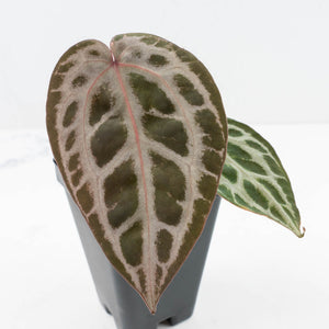 Anthurium Tortoise Shell Grey '36' x self by DocBlock® (wk30-UI)