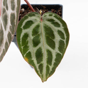 Anthurium Tortoise Shell Grey '36' x self by DocBlock® (wk30-UI)