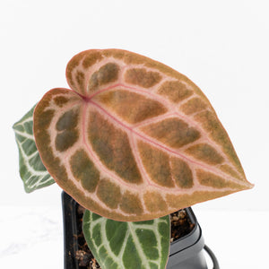 Anthurium Tortoise Shell Grey '36' x self by DocBlock® (wk33-U32)