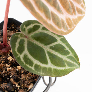 Anthurium Tortoise Shell Grey '36' x self by DocBlock® (wk33-U32)
