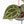 Anthurium Tortoise Shell Grey '36' x self by DocBlock® (wk33-U32)