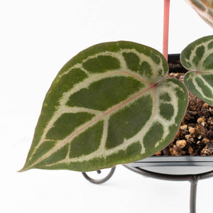 Anthurium Tortoise Shell Grey '36' x self by DocBlock® (wk33-U32)
