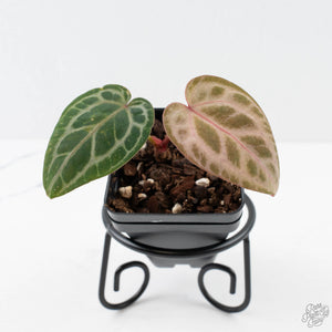 Anthurium Tortoise Shell Grey '36' x self by DocBlock (wk38-U141)