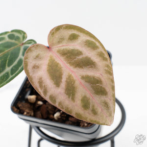 Anthurium Tortoise Shell Grey '36' x self by DocBlock (wk38-U141)