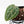 Anthurium Tortoise Shell Grey '36' x self by DocBlock (wk38-U141)