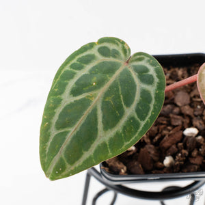 Anthurium Tortoise Shell Grey '36' x self by DocBlock (wk38-U141)