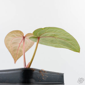 Anthurium Tortoise Shell Grey '36' x self by DocBlock (wk38-U141)