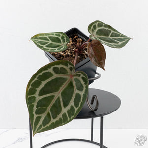 Anthurium Tortoise Shell Grey '36' x self by DocBlock (wk40-U32)