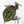 Anthurium Tortoise Shell Grey '36' x self by DocBlock (wk40-U32)