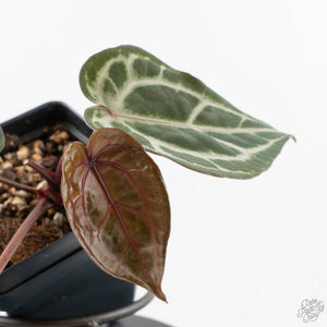 Anthurium Tortoise Shell Grey '36' x self by DocBlock (wk40-U32)