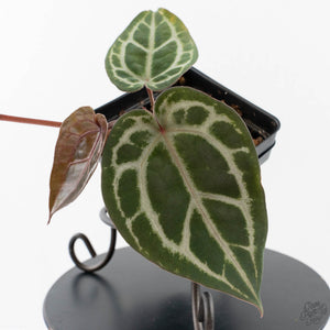 Anthurium Tortoise Shell Grey '36' x self by DocBlock (wk40-U32)