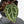 Anthurium Tortoise Shell Grey '36' x self by DocBlock (wk40-U32)