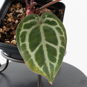 Anthurium Tortoise Shell Grey '36' x self by DocBlock (wk40-U32)