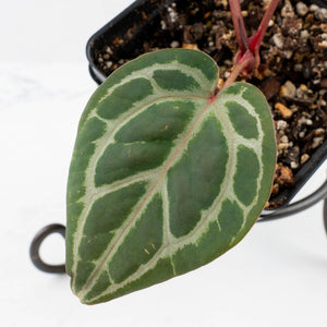 Anthurium Tortoise Shell Grey '36' x self by DocBlock® (wk36-U59)