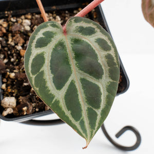 Anthurium Tortoise Shell Grey '36' x self by DocBlock® (wk36-U59)