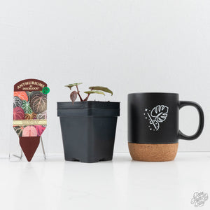Anthurium Tortoise Shell Grey '36' x self by DocBlock® (wk26-L) *Maroon Veins*