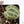 Anthurium Tortoise Shell Grey '36' x self by DocBlock® (wk26-L) *Maroon Veins*