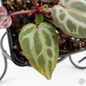 Anthurium Tortoise Shell Grey '36' x self by DocBlock® (wk26-L) *Maroon Veins*