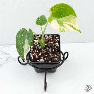 Monstera Deliciosa 'Thai Constellation' *Grower's Choice*