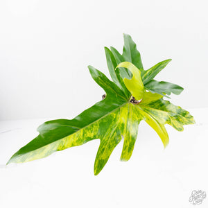 Thaumatophyllum Angela Variegated (wk22-UD)