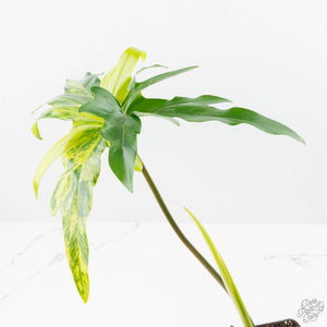 Thaumatophyllum Angela Variegated (wk22-UD)
