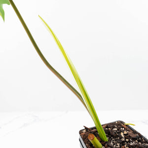 Thaumatophyllum Angela Variegated (wk22-UD)