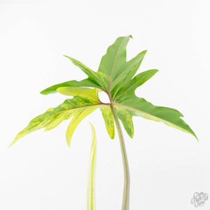 Thaumatophyllum Angela Variegated (wk22-UD)