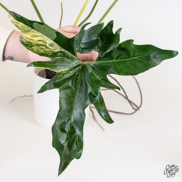 Thaumatophyllum Angela Variegated (wk5-UI)