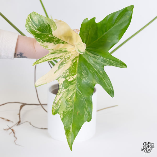 Thaumatophyllum Angela Variegated (wk5-UI)