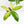 Thaumatophyllum spruceanum Mint Variegated (wk30-V)
