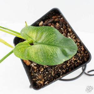 Thaumatophyllum spruceanum Mint Variegated (wk28-E)