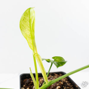 Thaumatophyllum spruceanum Mint Variegated (wk28-E)