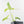 Thaumatophyllum spruceanum Mint Variegated (wk28-E)