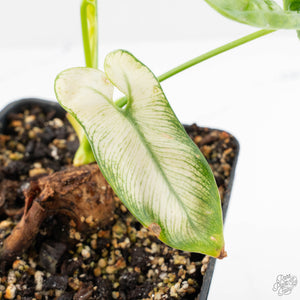 Thaumatophyllum spruceanum Mint Variegated (wk29-G)