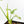 Thaumatophyllum spruceanum Mint Variegated (wk29-G)
