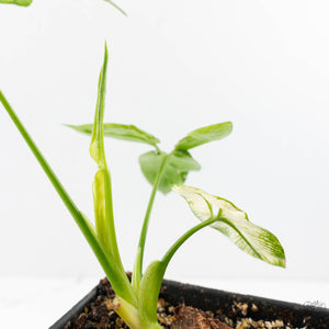 Thaumatophyllum spruceanum Mint Variegated (wk29-G)