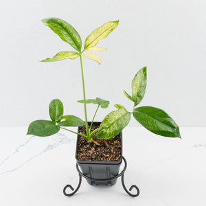Thaumatophyllum spruceanum Mint Variegated (wk36-L106)