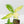 Thaumatophyllum spruceanum Mint Variegated (wk36-L106)