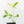 Thaumatophyllum spruceanum Mint Variegated (wk36-L106)