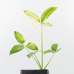 Thaumatophyllum spruceanum Mint Variegated (wk36-L106)