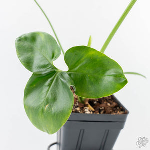 Thaumatophyllum spruceanum Mint Variegated (wk25-A)