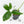 Thaumatophyllum spruceanum Mint Variegated (wk25-A)