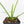 Thaumatophyllum spruceanum Mint Variegated (wk25-A)