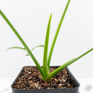 Thaumatophyllum spruceanum Mint Variegated (wk25-A)