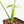 Thaumatophyllum spruceanum Mint Variegated (wk30-V)