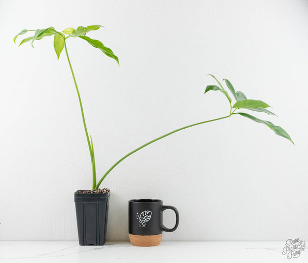 Thaumatophyllum spruceanum Mint Variegated (wk11-E)