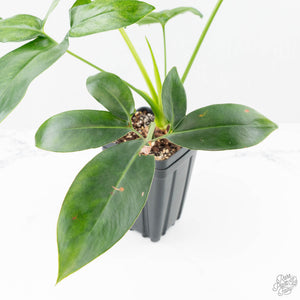 Thaumatophyllum spruceanum Mint Variegated (wk22-A)