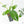 Thaumatophyllum spruceanum Mint Variegated (wk22-A)