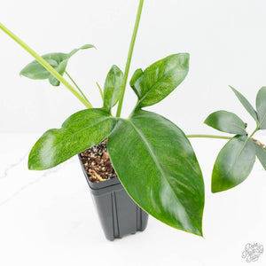 Thaumatophyllum spruceanum Mint Variegated (wk22-A)