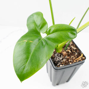Thaumatophyllum spruceanum Mint Variegated (wk22-A)